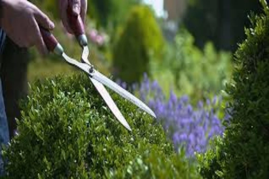 3. Garden Scissors Grinding